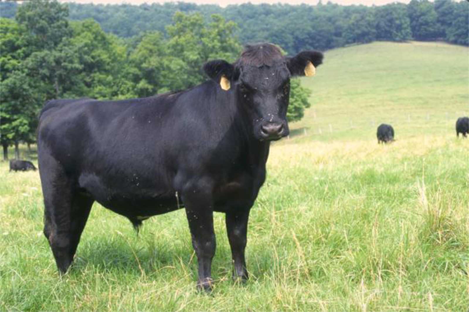 picture of black angus steer