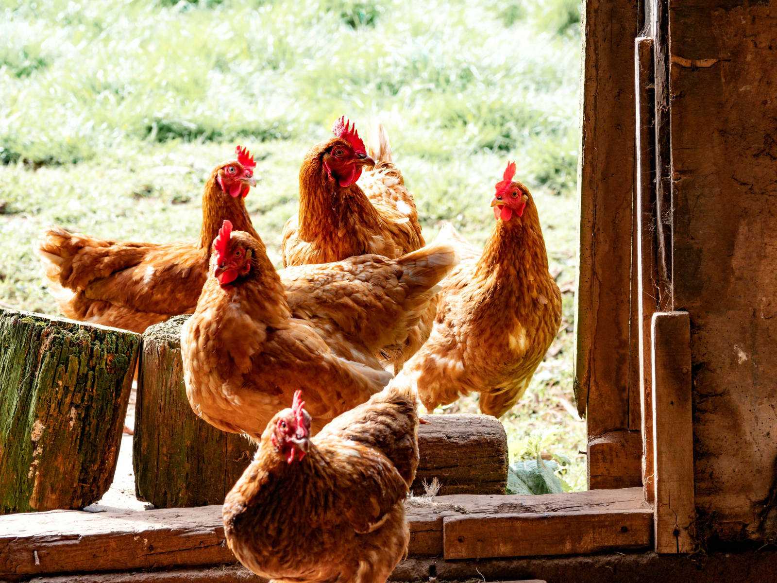 chickens gathered near shed door