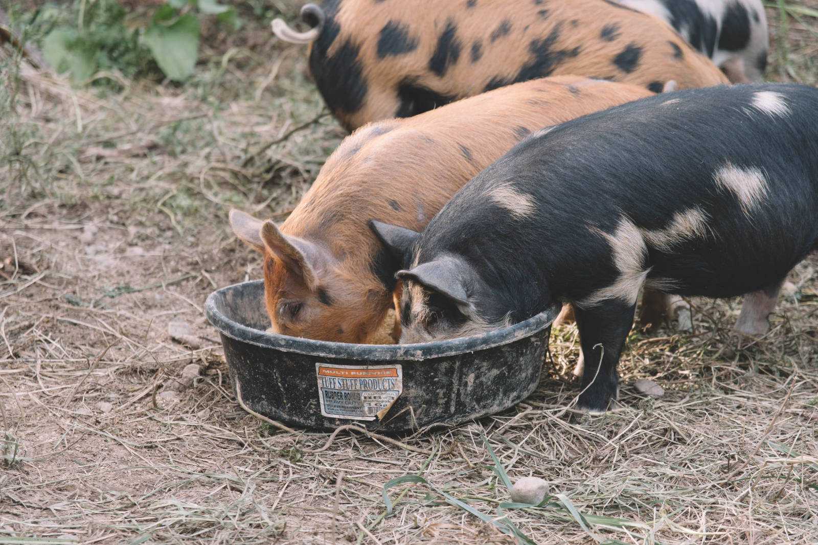 hogs eating at yard feed bucket